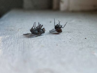Dead Animal Removal