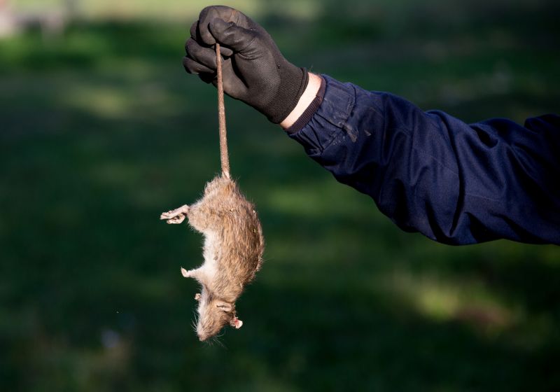 Dead Animal Removal Costs — Cost of Dead Animal Removal