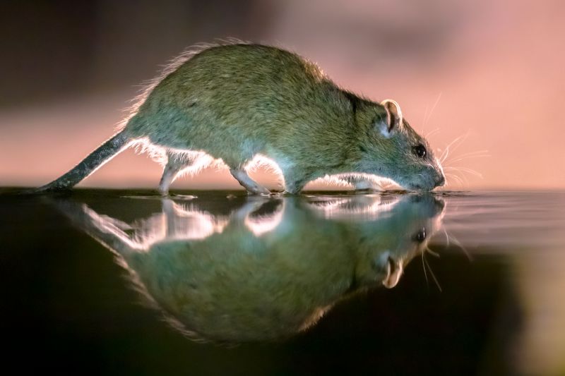 Urban Dead Animal Removal