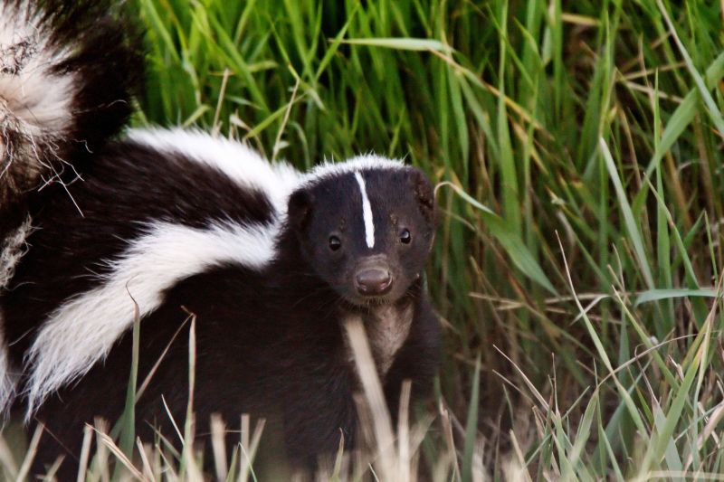 Products For Dead Animal Removals in use