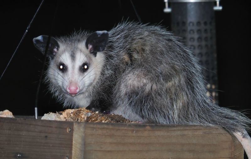 Opossum Encounters