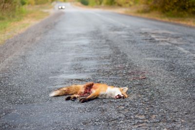 Dead Fox Removal!