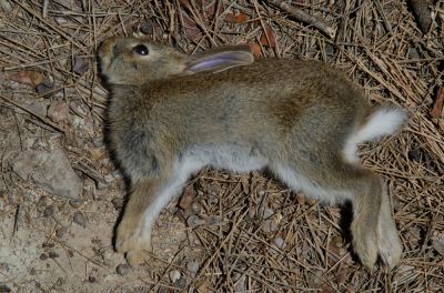 Dead Rabbit Removal!